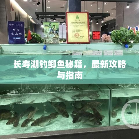 长寿湖钓鲫鱼秘籍，最新攻略与指南
