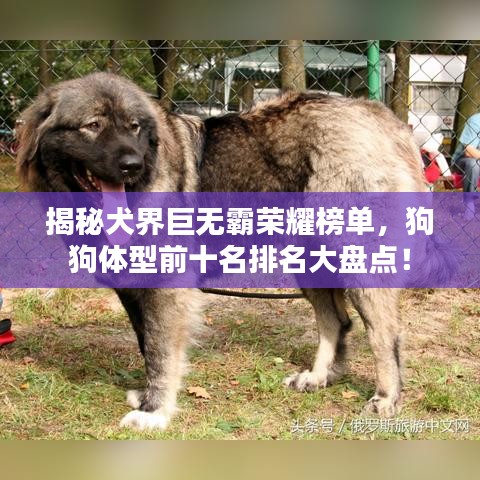 揭秘犬界巨无霸荣耀榜单，狗狗体型前十名排名大盘点！