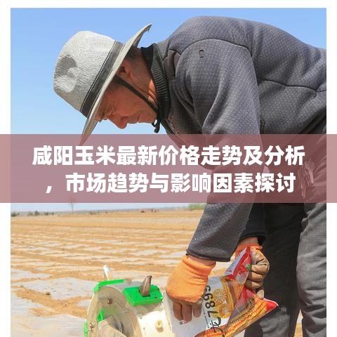 咸阳玉米最新价格走势及分析，市场趋势与影响因素探讨