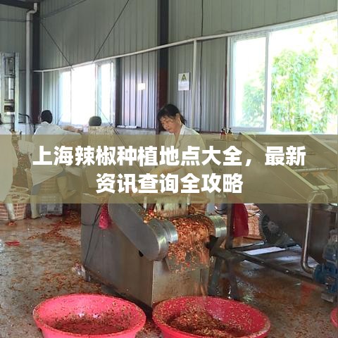 上海辣椒种植地点大全，最新资讯查询全攻略
