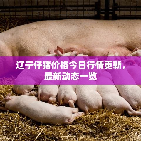 辽宁仔猪价格今日行情更新，最新动态一览