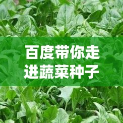 百度带你走进蔬菜种子世界，探寻种植魅力