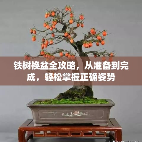铁树换盆全攻略，从准备到完成，轻松掌握正确姿势