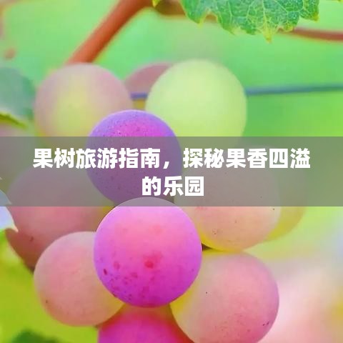 果树旅游指南，探秘果香四溢的乐园
