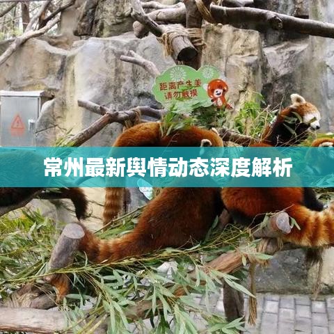 常州最新舆情动态深度解析