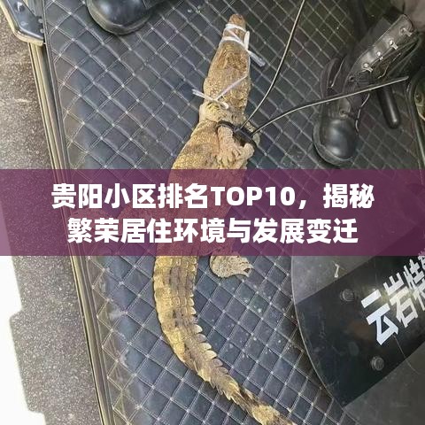 云屯鸟散