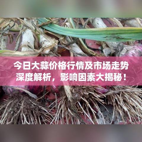 今日大蒜价格行情及市场走势深度解析，影响因素大揭秘！