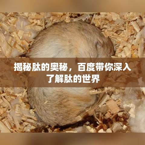 揭秘肽的奥秘，百度带你深入了解肽的世界