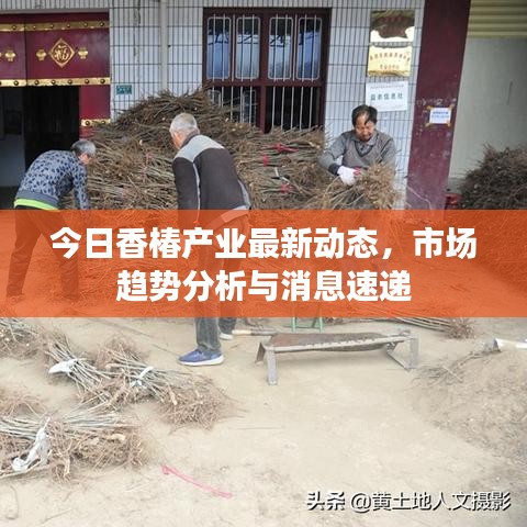 今日香椿产业最新动态，市场趋势分析与消息速递