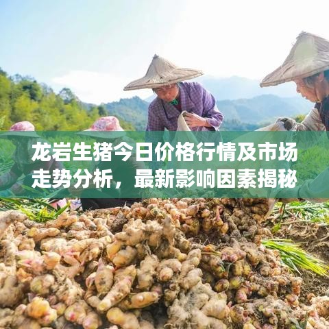 龙岩生猪今日价格行情及市场走势分析，最新影响因素揭秘