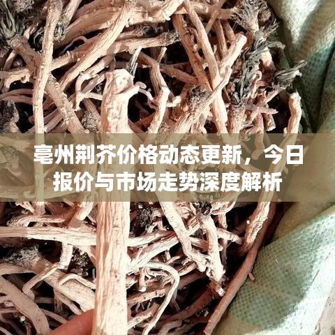 鸟声兽心