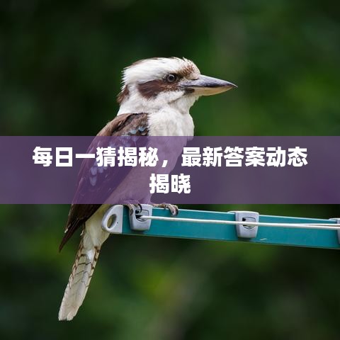 每日一猜揭秘，最新答案动态揭晓