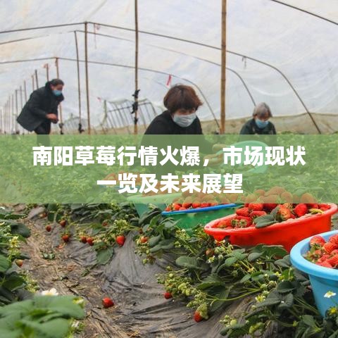 南阳草莓行情火爆，市场现状一览及未来展望