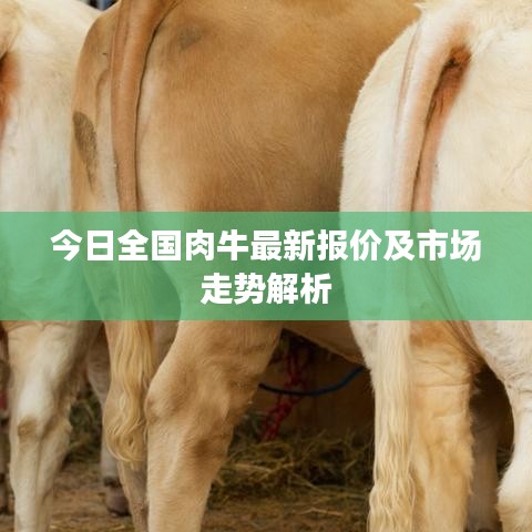 今日全国肉牛最新报价及市场走势解析