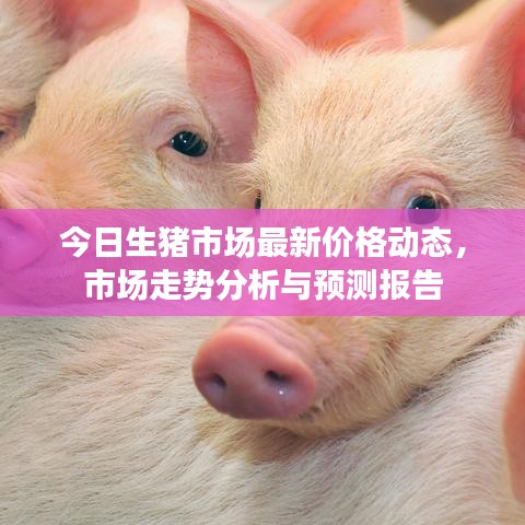 今日生猪市场最新价格动态，市场走势分析与预测报告