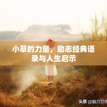 小草的力量，励志经典语录与人生启示