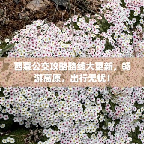 西藏公交攻略路线大更新，畅游高原，出行无忧！