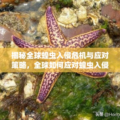 揭秘全球蝗虫入侵危机与应对策略，全球如何应对蝗虫入侵之战？