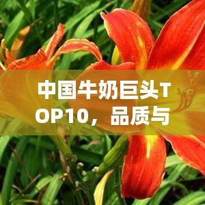 中国牛奶巨头TOP10，品质与实力的巅峰对决！