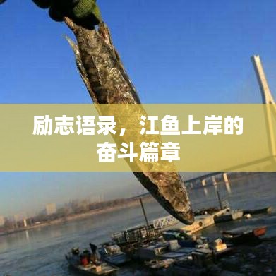 励志语录，江鱼上岸的奋斗篇章