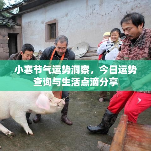 小寒节气运势洞察，今日运势查询与生活点滴分享