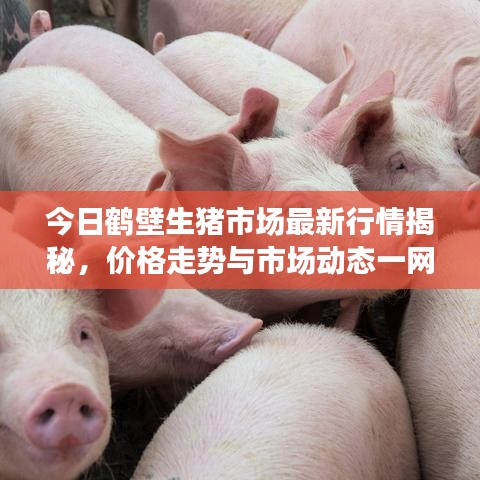 今日鹤壁生猪市场最新行情揭秘，价格走势与市场动态一网打尽！