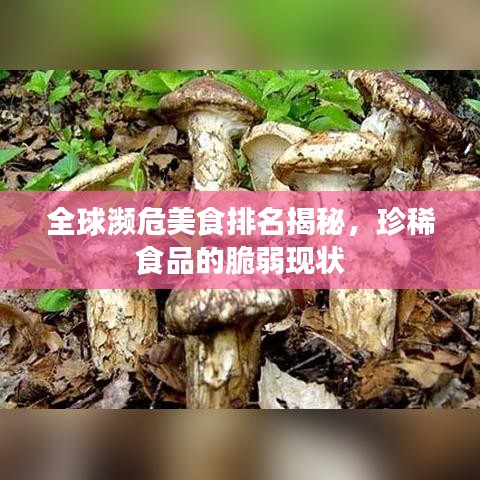 全球濒危美食排名揭秘，珍稀食品的脆弱现状