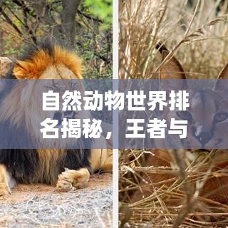 自然动物世界排名揭秘，王者与传奇生物探寻之旅
