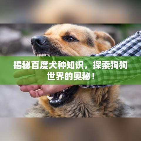 揭秘百度犬种知识，探索狗狗世界的奥秘！