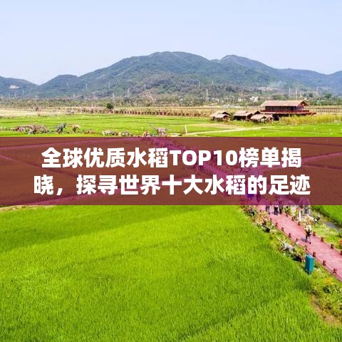 全球优质水稻TOP10榜单揭晓，探寻世界十大水稻的足迹！