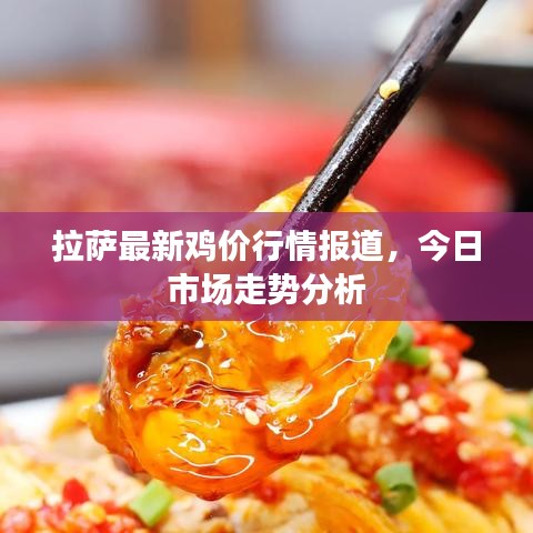 拉萨最新鸡价行情报道，今日市场走势分析