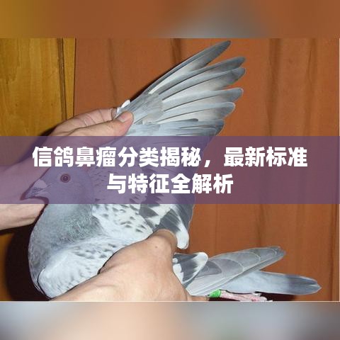 信鸽鼻瘤分类揭秘，最新标准与特征全解析
