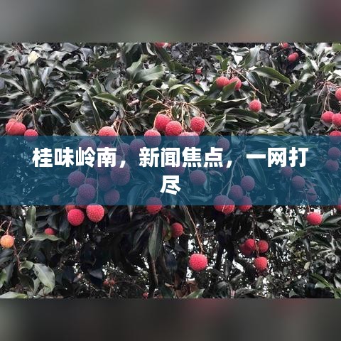 桂味岭南，新闻焦点，一网打尽