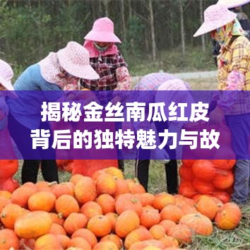 揭秘金丝南瓜红皮背后的独特魅力与故事，探寻其引人入胜之处