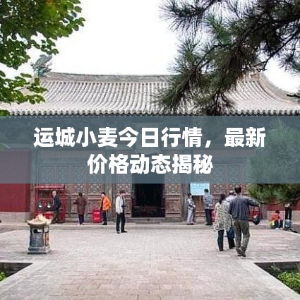 运城小麦今日行情，最新价格动态揭秘