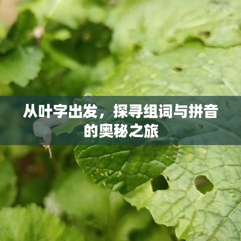 从叶字出发，探寻组词与拼音的奥秘之旅