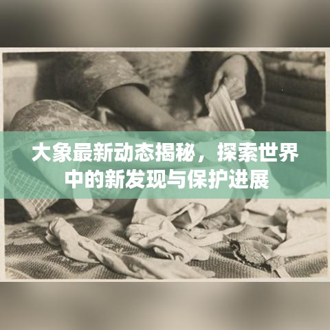 大象最新动态揭秘，探索世界中的新发现与保护进展