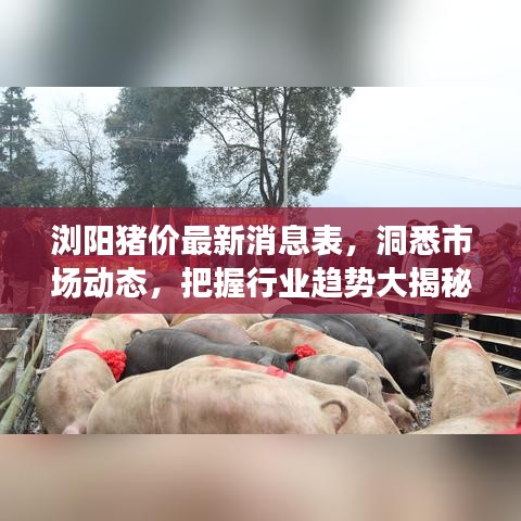 浏阳猪价最新消息表，洞悉市场动态，把握行业趋势大揭秘