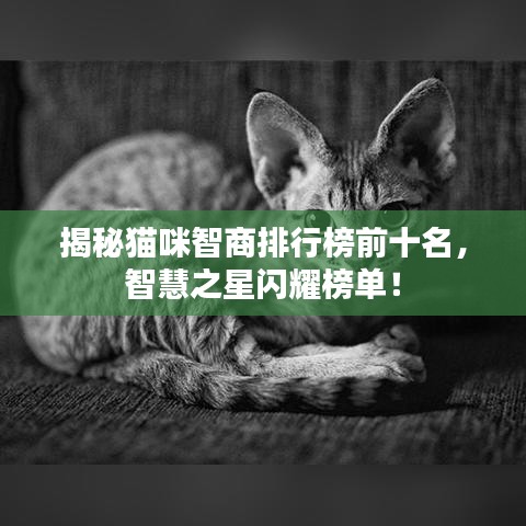 揭秘猫咪智商排行榜前十名，智慧之星闪耀榜单！