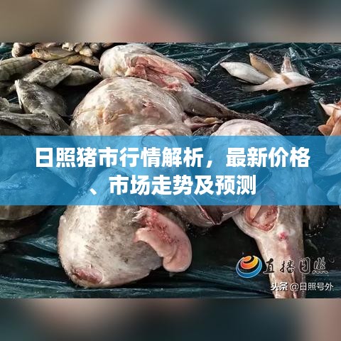 日照猪市行情解析，最新价格、市场走势及预测