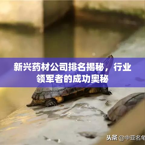 新兴药材公司排名揭秘，行业领军者的成功奥秘
