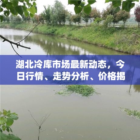 湖北冷库市场最新动态，今日行情、走势分析、价格揭秘与行业洞察
