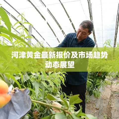 河津黄金最新报价及市场趋势动态展望