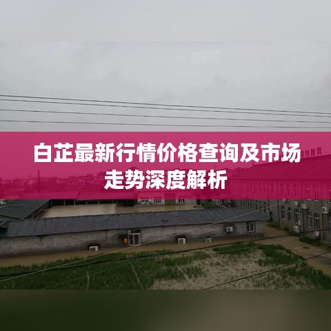 白芷最新行情价格查询及市场走势深度解析