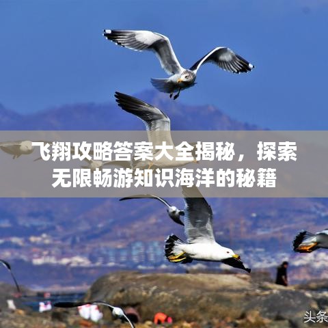 飞翔攻略答案大全揭秘，探索无限畅游知识海洋的秘籍