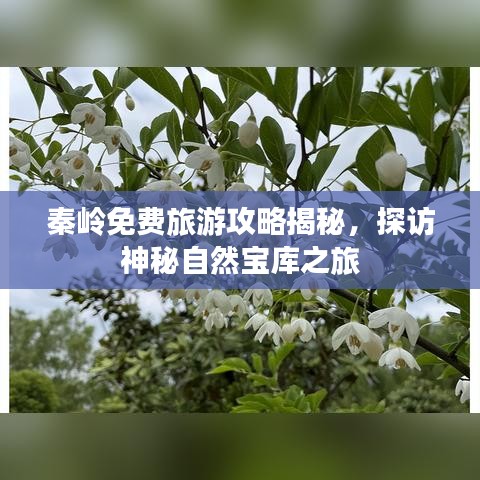 秦岭免费旅游攻略揭秘，探访神秘自然宝库之旅