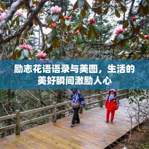 励志花语语录与美图，生活的美好瞬间激励人心