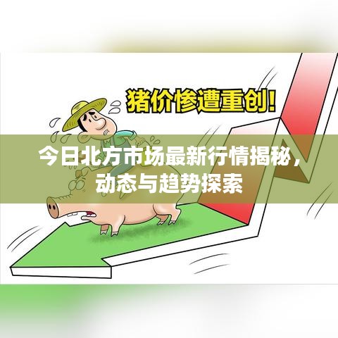 今日北方市场最新行情揭秘，动态与趋势探索