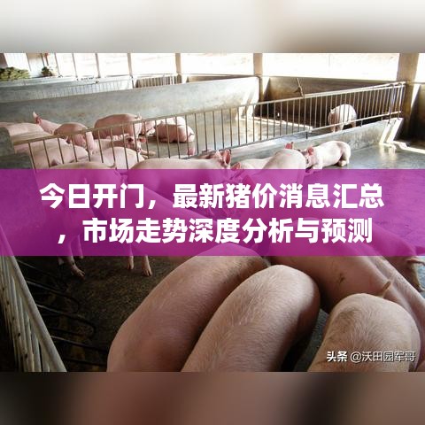 今日开门，最新猪价消息汇总，市场走势深度分析与预测