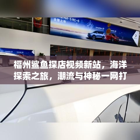 福州鲨鱼探店视频新站，海洋探索之旅，潮流与神秘一网打尽！